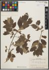 Foto von Salix aegyptiaca L.
